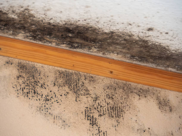 Best Environmental Consulting for Mold Prevention  in Cherryville, PA