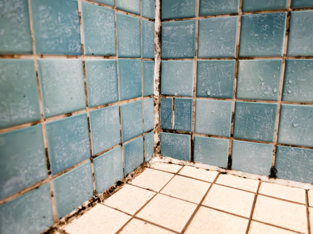 Best Real Estate Mold Inspection  in Cherryville, PA